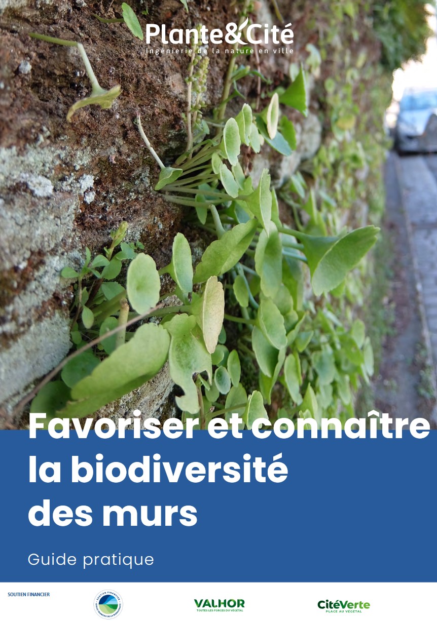 Favoriser et connaître la biodiversité des murs