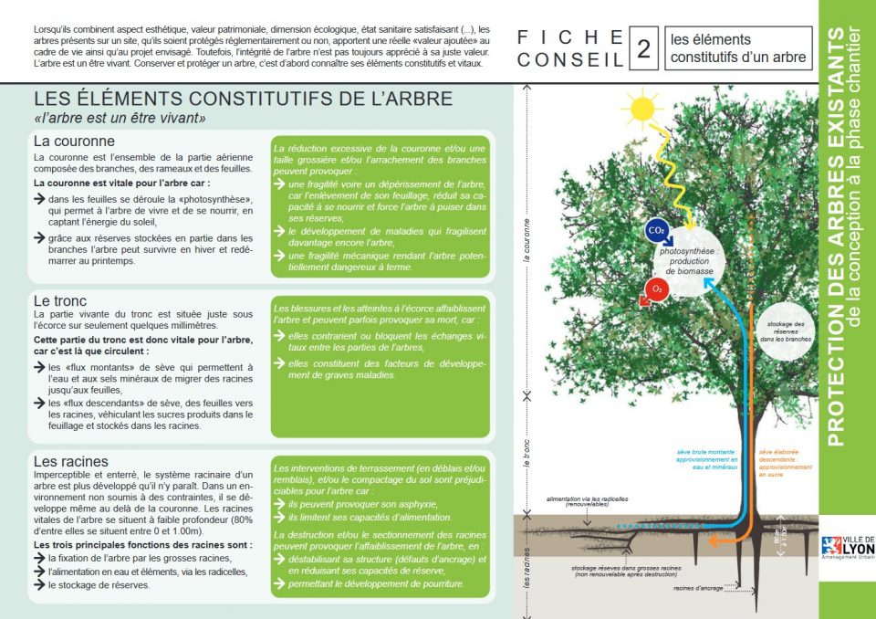 Protection des arbres existants de la conception à la phase chantier