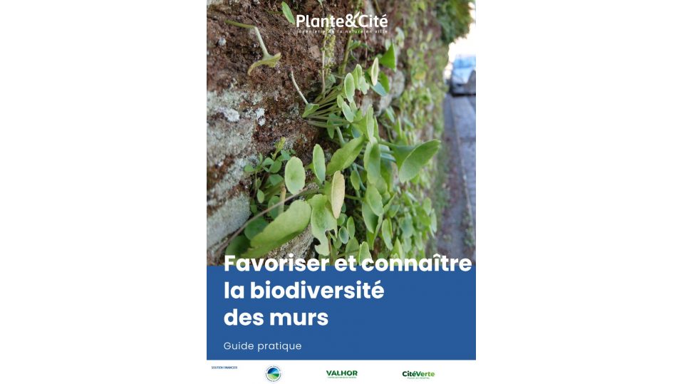 Favoriser et connaître la biodiversité des murs